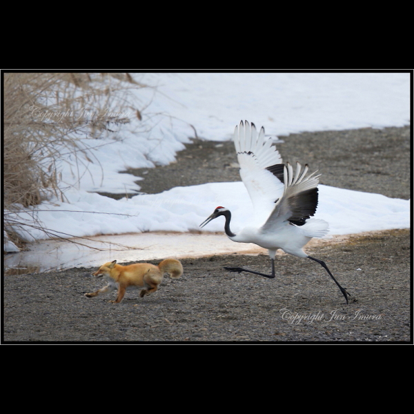 小さな国の大自然～WildLife～
