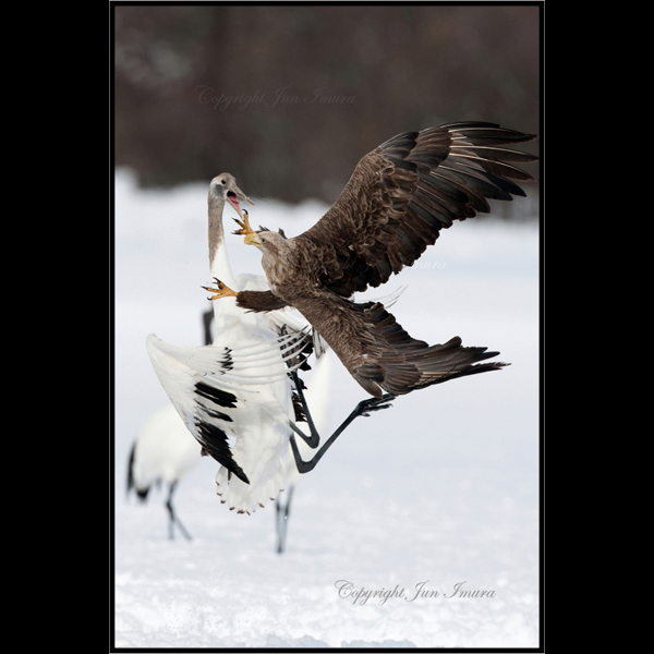 小さな国の大自然～WildLife～