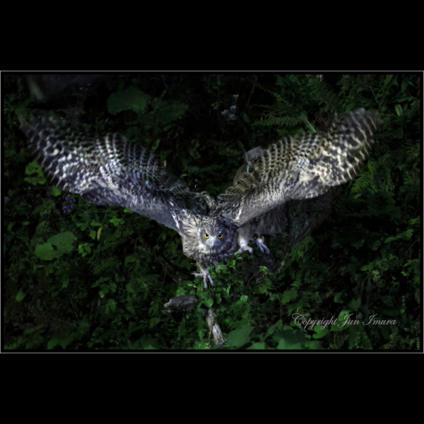 小さな国の大自然～WildLife～