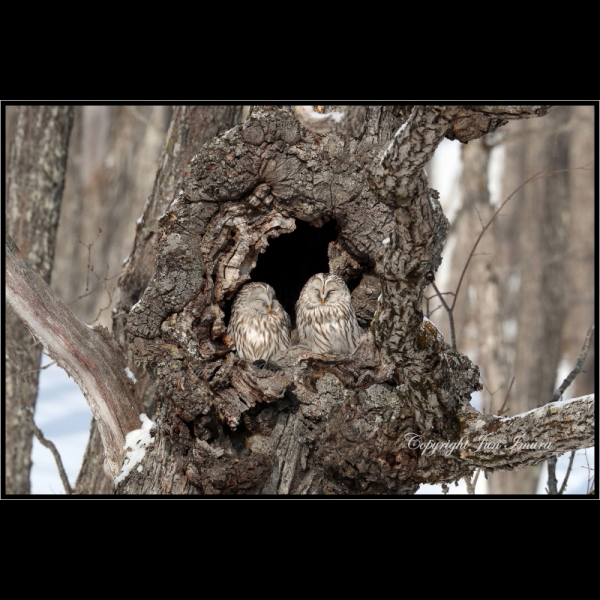 小さな国の大自然～WildLife～