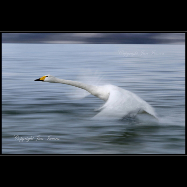 小さな国の大自然～WildLife～