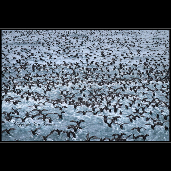 小さな国の大自然～WildLife～