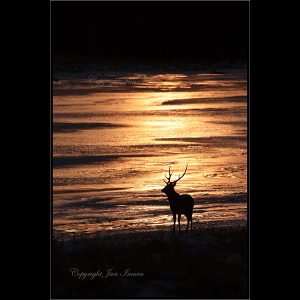 小さな国の大自然～WildLife～