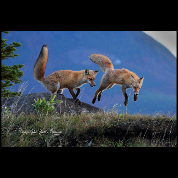 小さな国の大自然～WildLife～