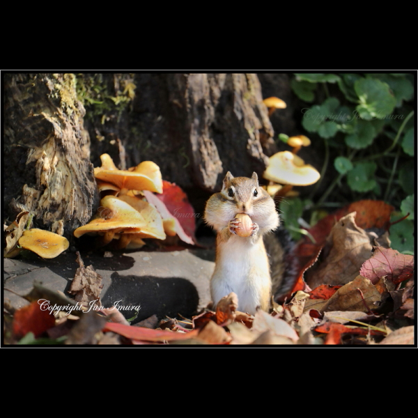 小さな国の大自然～WildLife～