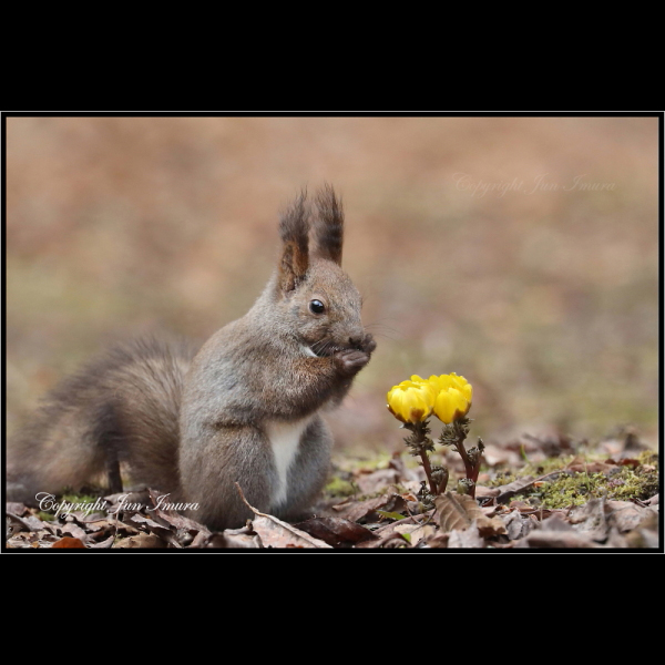 小さな国の大自然～WildLife～