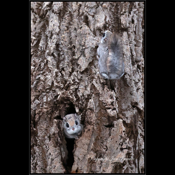 小さな国の大自然～WildLife～