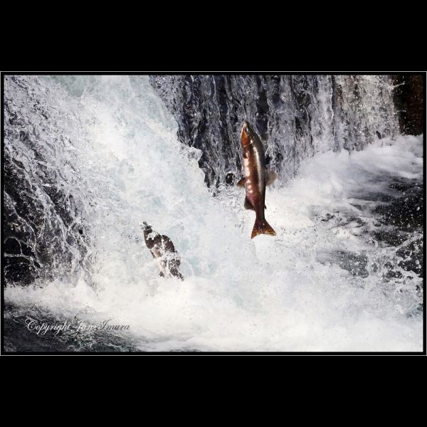 小さな国の大自然～WildLife～