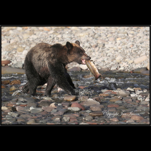 小さな国の大自然～WildLife～