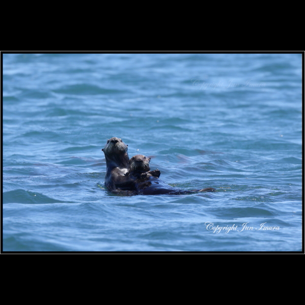 小さな国の大自然～WildLife～
