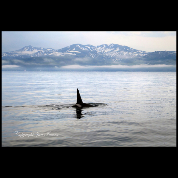 小さな国の大自然～WildLife～