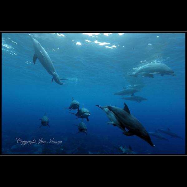 小さな国の大自然～WildLife～