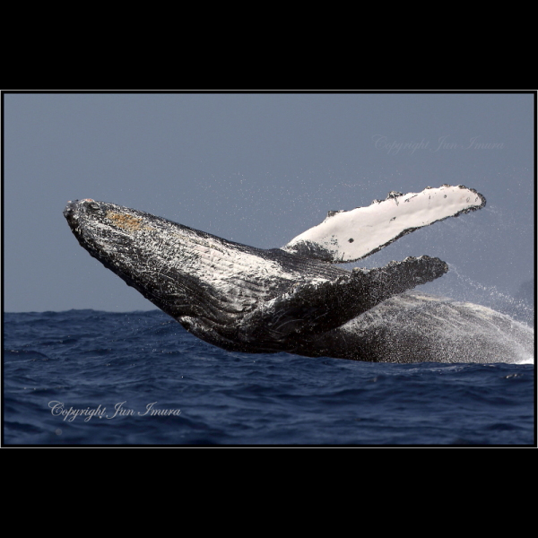 小さな国の大自然～WildLife～