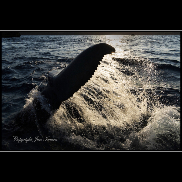 小さな国の大自然～WildLife～