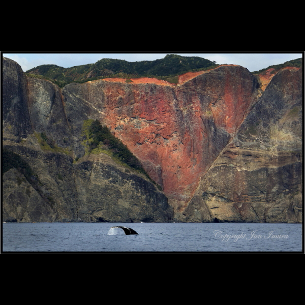 小さな国の大自然～WildLife～