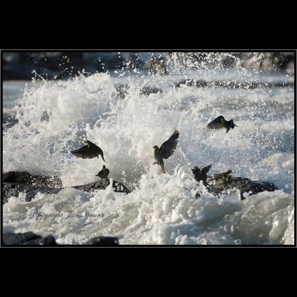 小さな国の大自然～WildLife～