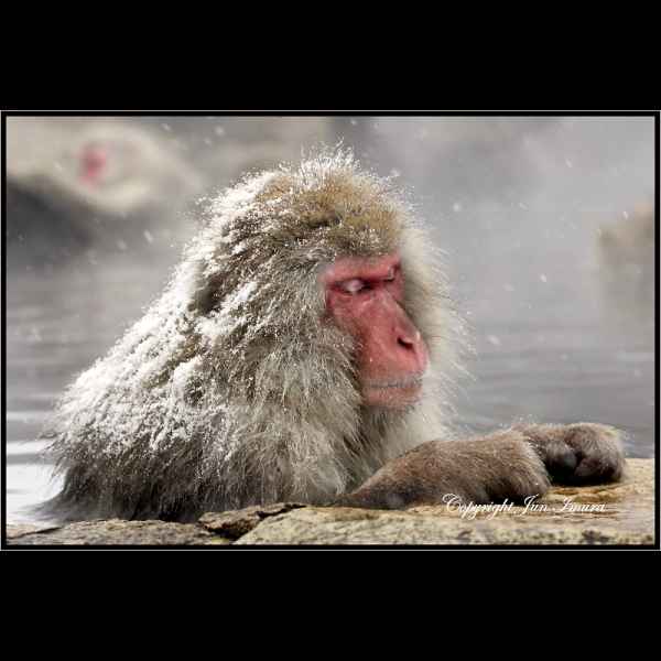 小さな国の大自然～WildLife～