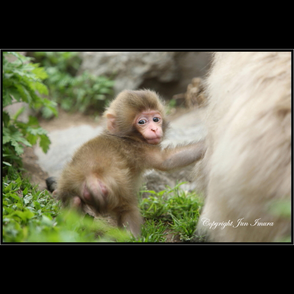 小さな国の大自然～WildLife～