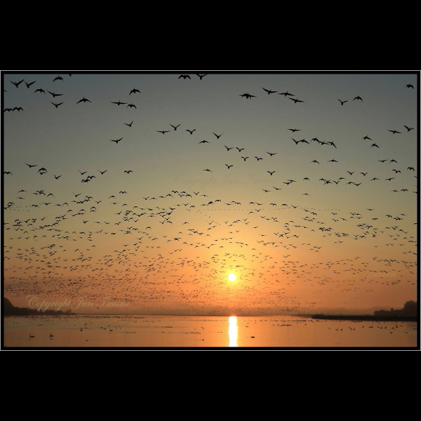 小さな国の大自然～WildLife～